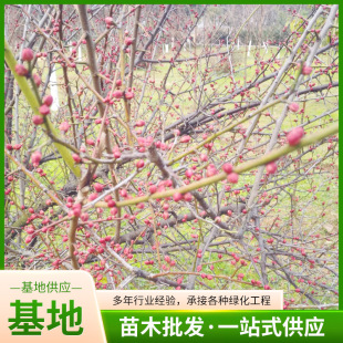 �t÷����޽�÷�����~÷����÷�䘶�������lͥԺ�ֵ��G�����̻���