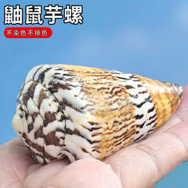 天然海螺贝壳鼬鼠芋螺标本收藏鱼缸造景装饰婚庆地台摆件稀有芋螺