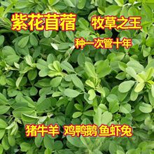 �ϻ���ޣ�ݷN���M���ͺ�����ޣ�N�����r�ļ��Bֳ�iţ�����u���Z