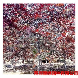 �������l�t������ ��ɽ���ֱ����t����� 1-20���ִ�����������