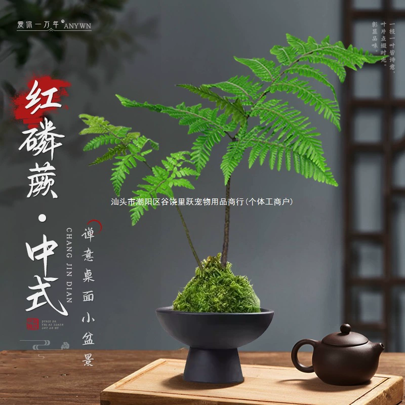 Гидропонный папоротник в горшке, красный фосфорный папоротник, моховой шар, однолистный папоротник для дома, теневыносливый, новый китайский бонсай в стиле дзен, питомец