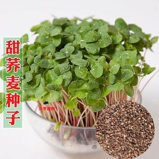 ˮ��ѿ��˷N���}����ѿ�N���㶹���㶹���̨�ļ�����