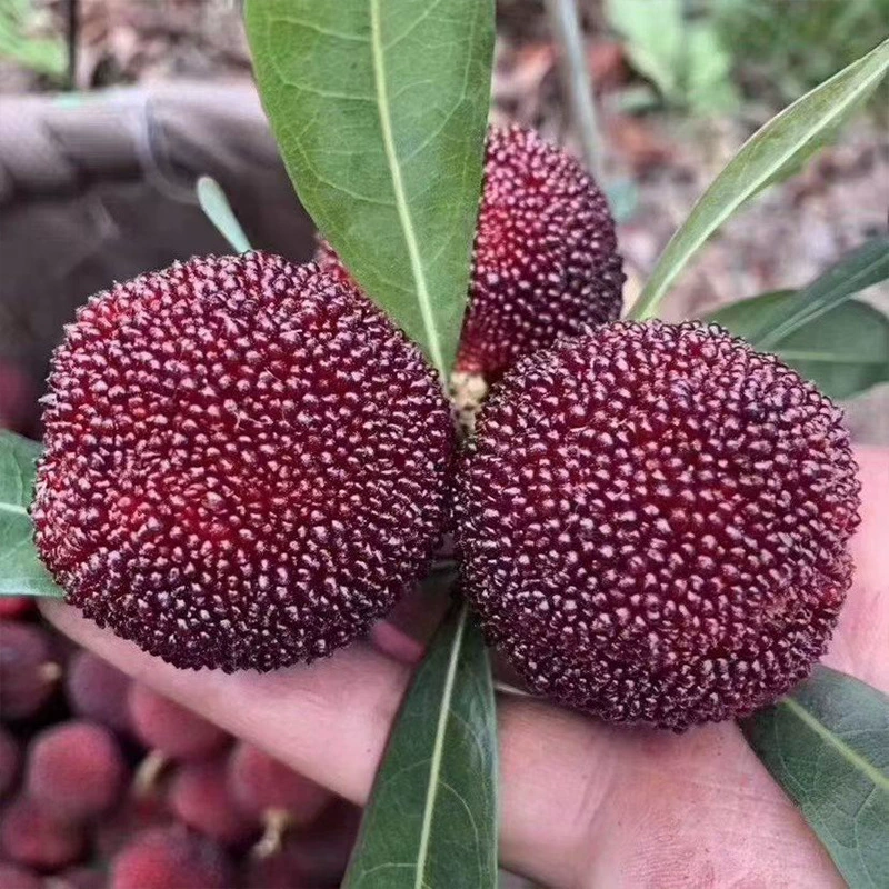 База оптом саженцы Bayberry Донгкуй Саженцы фруктовых деревьев Bayberry небольшие чашки с чашей для питания почвы Саженцы Bayberry