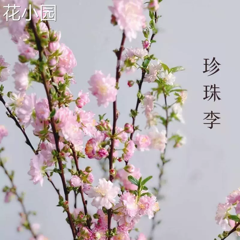 Сушеные ветки, свежесрезанные цветы, ветки, двойные лепестки, букеты жемчужной сливы, цветение в воде, Снежная ива, вяз, слива, водные растения, цветение в воде