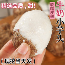 山东牛奶芋头小香芋5斤现挖农家自种新鲜毛芋头奶油芋艿软糯蔬菜