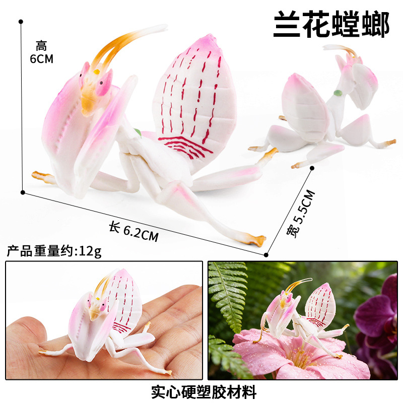 M-2962 orchid mantis