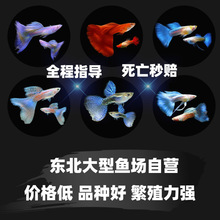 鱼天使鱼观赏鱼活体凤尾鱼苗淡水宠物鱼好鱼纯种精品鱼孔雀鱼