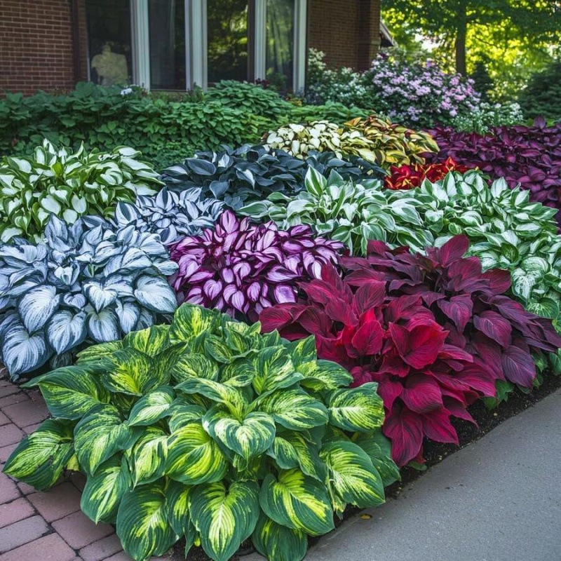 L 45812 Courtyard Flower Seeds Courtyard Easy-To-Grow Flower Seeds Cross-Border Foreign Trade
