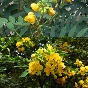 �ߜ��T�N��������Ұ�Q������߲ݷN���P�˲�Ұ������x�ߜ��T�N��