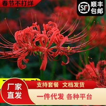 һ�����l�˰����N������ɳ�A���Nʯ�����Ի��ܷN�������ͺ�ֲ����