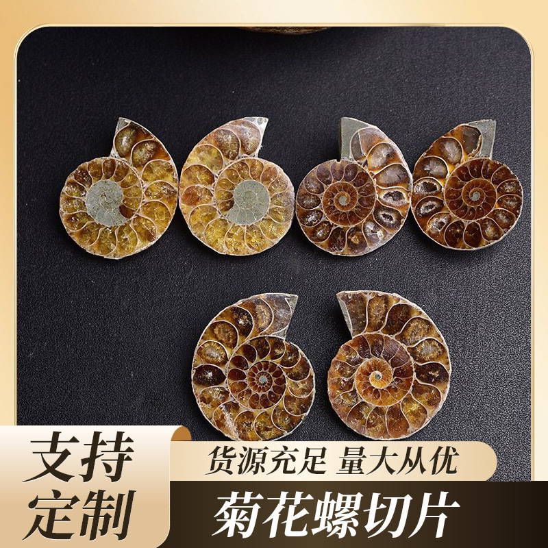 Natural Madagascar Conch Fossil Slices Desktop Ornaments Conchites Paleontological Specimens Wholesale Crystal Stones