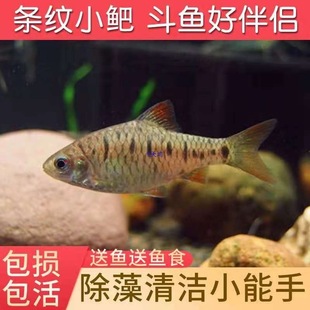 �l�yС?�^�p�~�Ї����~�ղ��Hԭ��Ⱥ��С�͵�ˮ��ˮС�͌����~