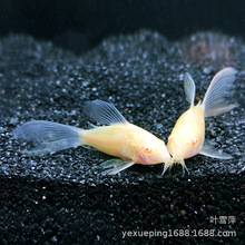 长尾白老鼠鱼活体 清道夫除藻低栖垃圾工鱼鱼淡水热带观赏鱼批发