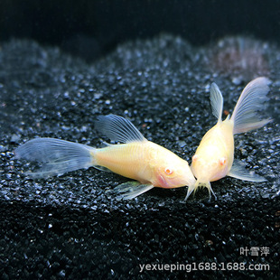 �Lβ�������~���w ��������͗��������~�~��ˮ�Ꭷ�^�p�~���l