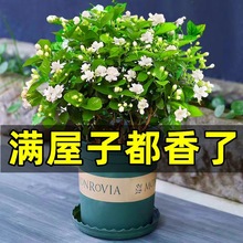 茉莉花苗盆栽水培带花苞九里香栀子花卉绿植物四季开花室内鲜花