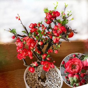 ���Ļ����Ԙ����辰�ذ��Ϙ�ͥԺ�Gֲ���҃��ļ������_�����B�׻�