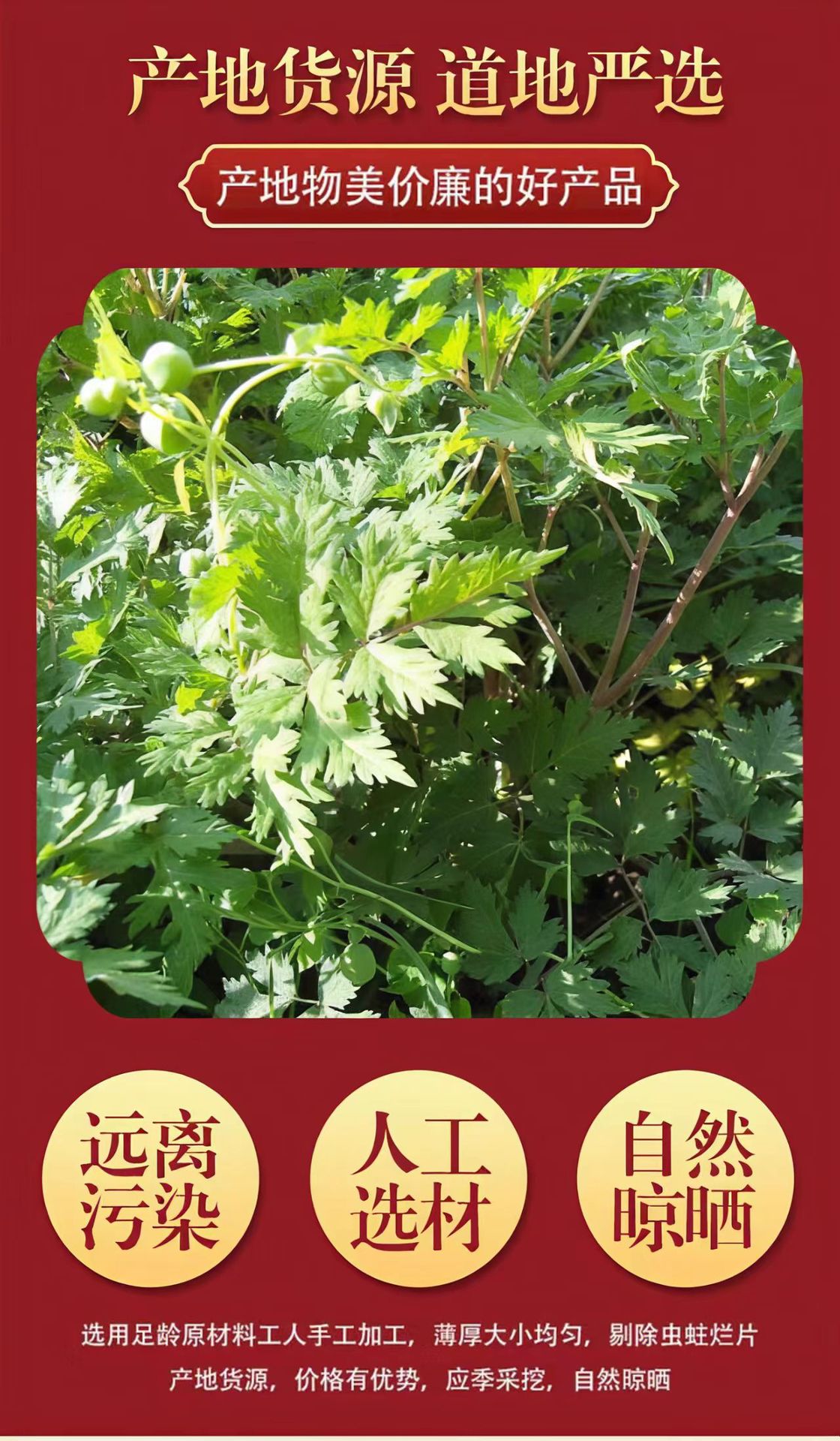 Dang Gui Head Slices (Angelica sinensis) — Sulfur-Free Gansu Minxian Angelica Root, 500g quality and texture