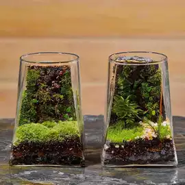 微景观瓶;玻璃杯;水培植物瓶