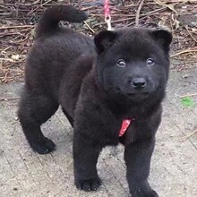 纯种五黑犬幼犬活体狗正宗广西五黑土猎犬中华田园犬护卫犬宠物狗