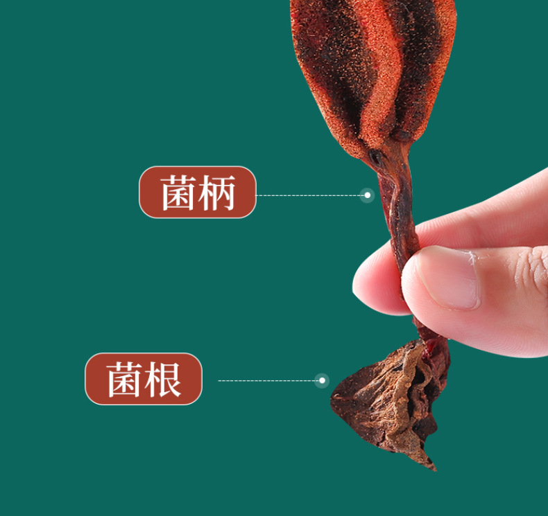 Whole Dried Hui Chun Cao Herb 500g for Herbal Wine and Decoction quality and texture