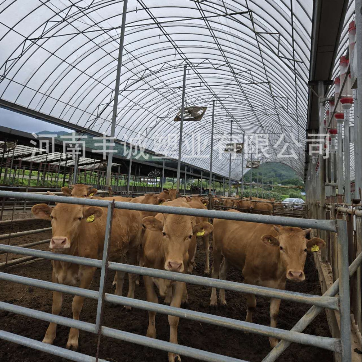 380克养殖棚牛棚可出口猪棚防雨农业养殖场用保温棚防晒棚耐用棚