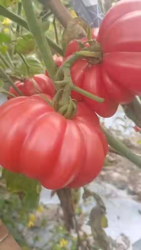 马蹄番茄20220322203623