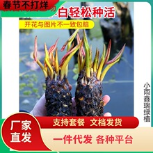 һ�����l˯ɏˮ��ֲ���ļ�ˮ�B�ɻ�ˮɏ�����Ի���ˮ������˯ɏ��