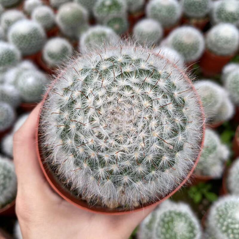 大仙人球コレクション、鉢植えの開花仙人掌、多肉植物、星兜瑞昌玉、玉龍鳳玉、玉翁|undefined