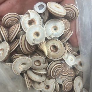 Natural Conch Shell Conch Fish Tank Landscaping Flower Supplies Window Landscaping Tower Type Snail Wheel Shell