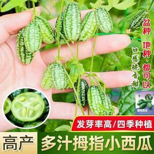 ĴָϷNӠIB֭Сļ̨߲ˮN