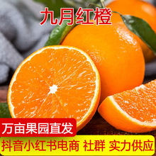 湖北秭归脐橙新鲜当季水果高山橙子现摘现发一件批发代发产地直供