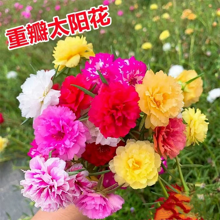 Двухлепестковые семена подсолнечника семена цветов Four Seasons цветение посев цветов легко жить на открытом воздухе Посадка Семена цветов балкон