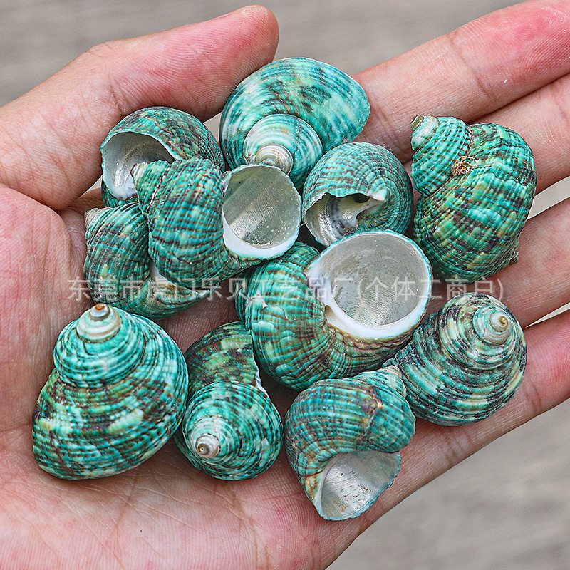 Concha Daquan natural con cera de pescado, materiales decorativos mediterráneos DIY al por mayor