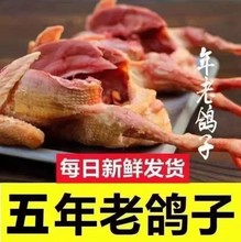 【順豐】現殺鴿子肉鴿新鮮濰坊散養鴿子批發肉鴿乳鴿煲湯元寶鴿