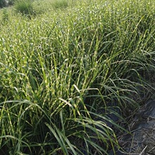 斑叶芒加仑盆 花境观赏草盆栽 成都园林绿化工程苗木组景造景植物