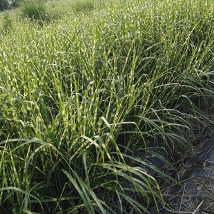 ���~â�Ӂ��� �����^�p������ �ɶ��@�־G��������ľ�M���쾰ֲ��