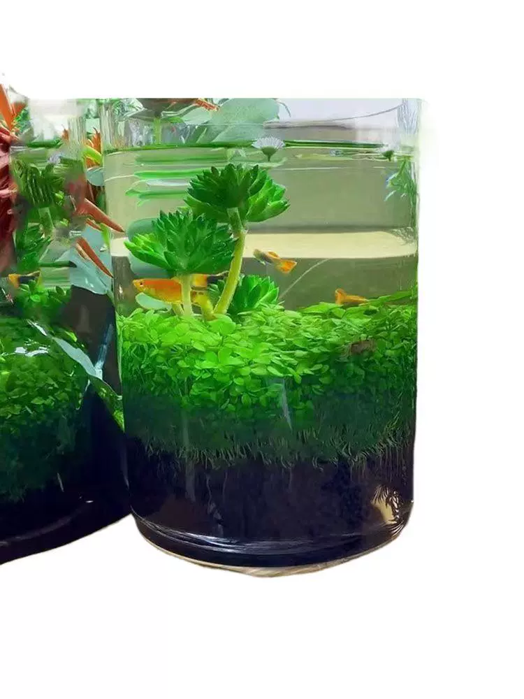 Aquatic plants, creative aquarium, bottle
