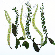 黑柳白柳叶干花压花批發diy材料包真花植物标本相框树叶标本贴画