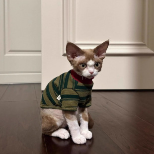 Cat Clothes Spring and Summer 2025 New Stripesd Two-Legged Clothes Cute Hairless Cat Blue Cat Ragdoll Cat Kitten Vest