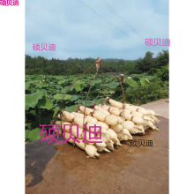 \ˮźNɏźNźˮźN ߮aʳɏźN źź1