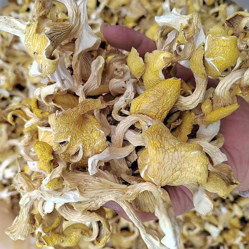 Yunnan specialty chicken oil mushroom dried mushroom chicken oil yellow dry goods edible mushroom yellow mushroom