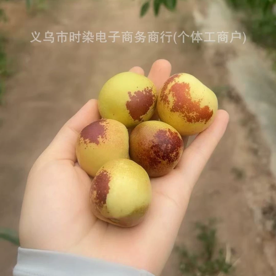 Свежие, собранные в тот же день финики Далу из провинции Шаньси — свежие, хрустящие и сладкие. Зимние финики подходят для беременных и пожилых людей.