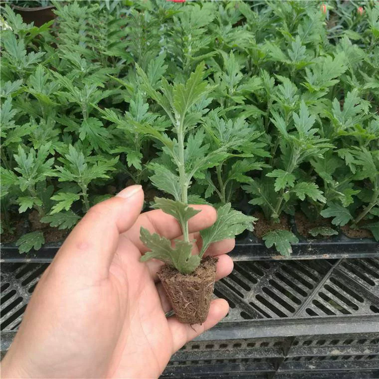 Большие саженцы хризантем цветут в горшках в течение четырех сезонов