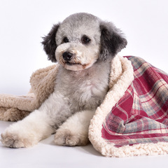 ペット毛布秋冬両面ぬいぐるみ犬布団中小型犬幼犬ペット用品