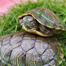 小乌龟活物批发3-15厘米外塘大小巴西龟活体活体巴西红耳龟宠物龟