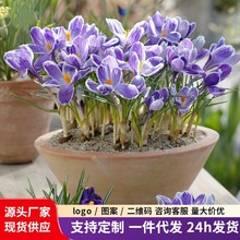 藏红花种球苗种子室内外盆栽花卉番红花家庭园艺耐寒植物球根花卉