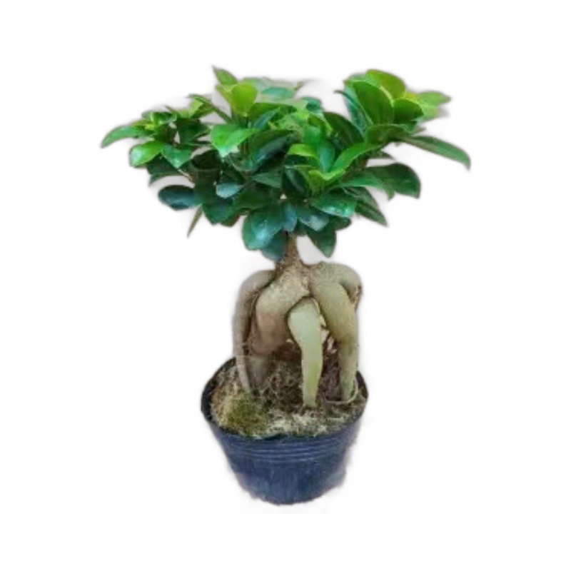 Panax banyan hojas banyan modelado bonsai interior planta de terraza en maceta plantación verde banyan viejo estaca fácil de cultivar cuatro estaciones