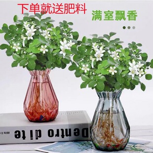 Hydroponic Guri Incense Flower Potted Plant with Strong Fragrance, Blooming in All Seasons, Repelling Mosquitoes and Radiation, Evergreen Indoor Package for All Seasons, Survival