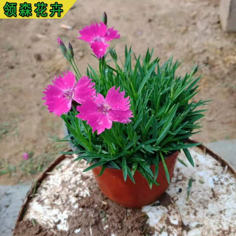 Цветочное море, зеленение газона, европейский каменный кресс, парк, сад, проект по зеленению сообщества, рассада с длительным периодом цветения, европейский каменный кресс, питательная чашка, рассада