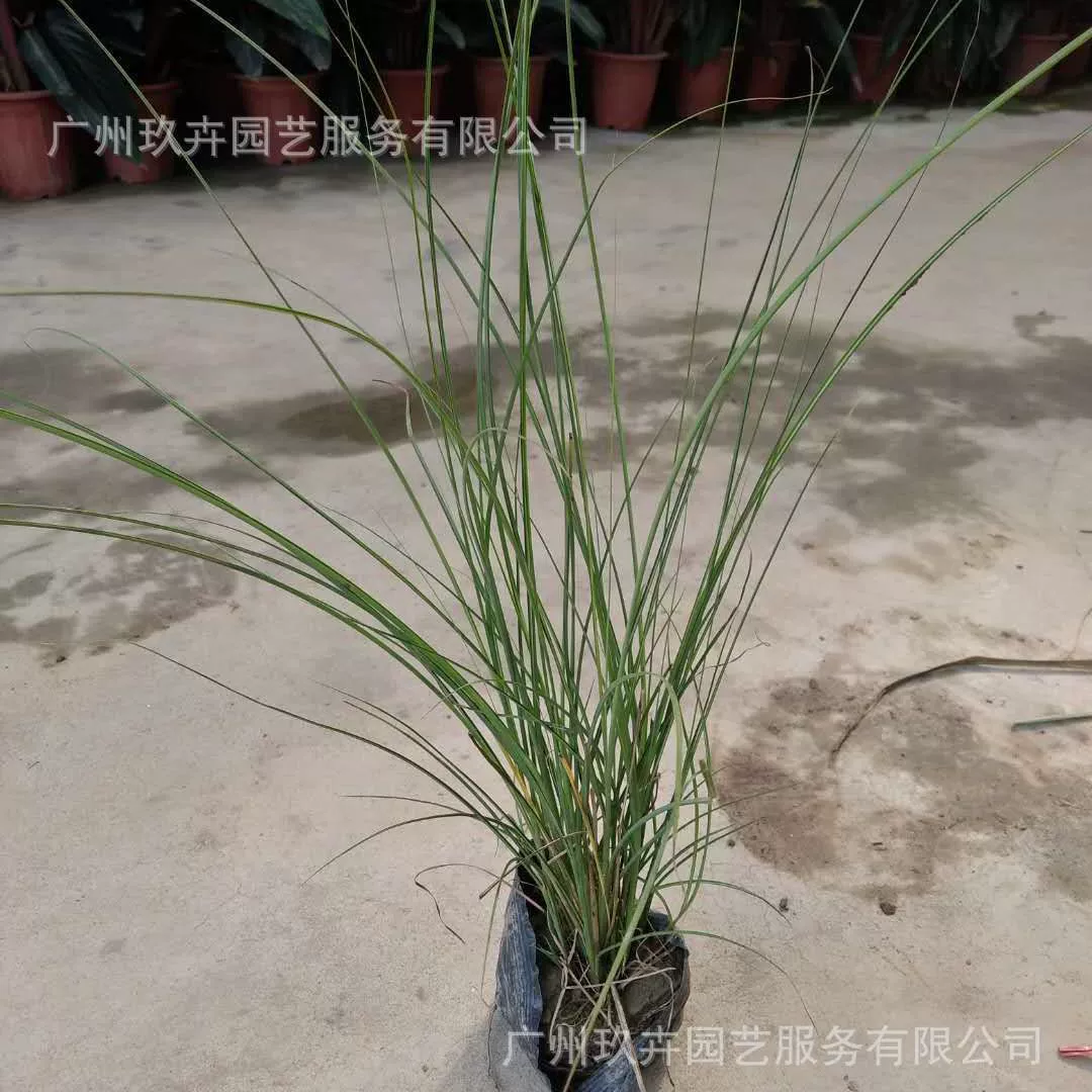 Findai Chaizi трава декоративная трава сумка рассада Горшечное растение сад цветок зеркало цветочная клумба озеленение декоративные растения